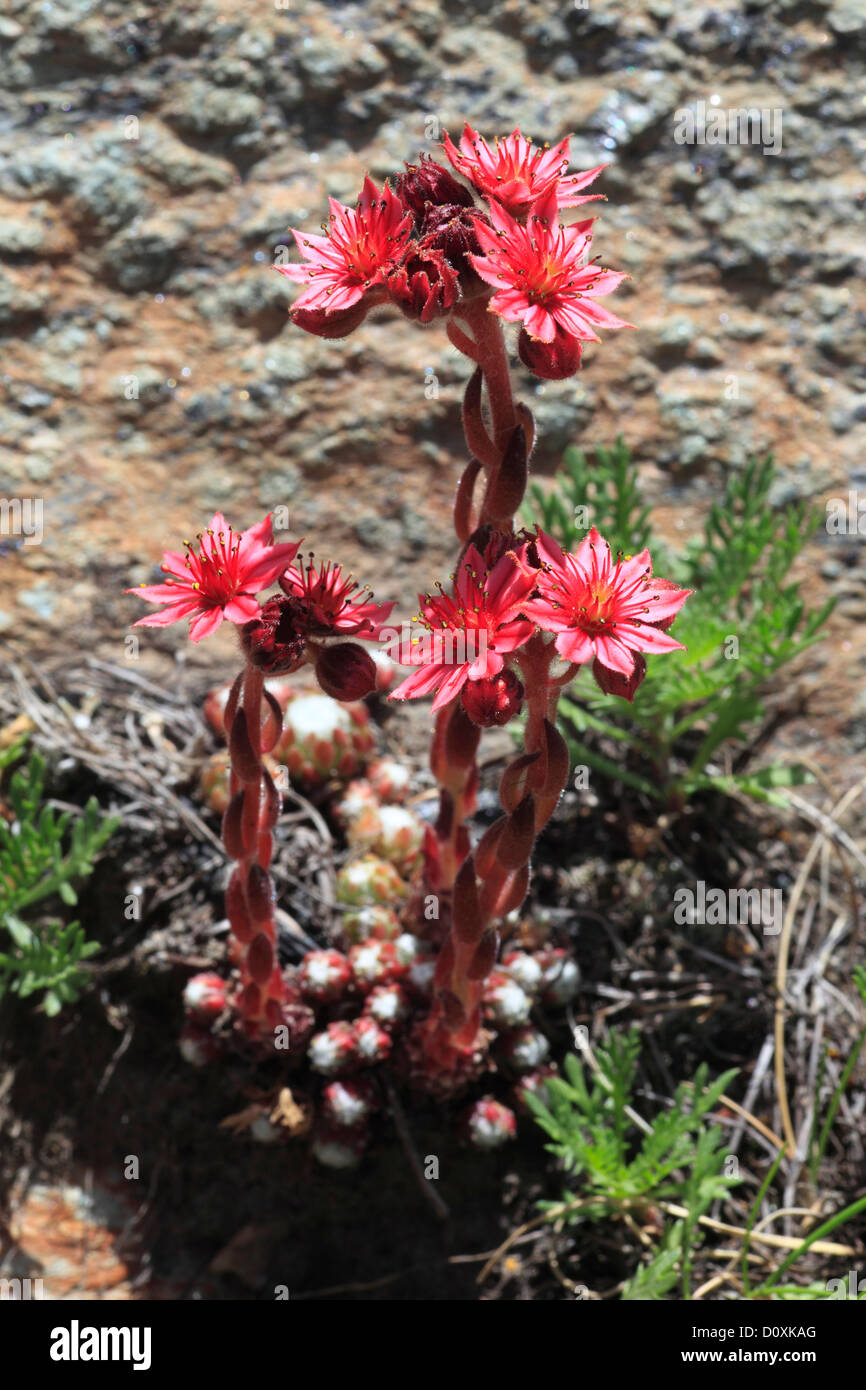 Live forever flowers hires stock photography and images Alamy
