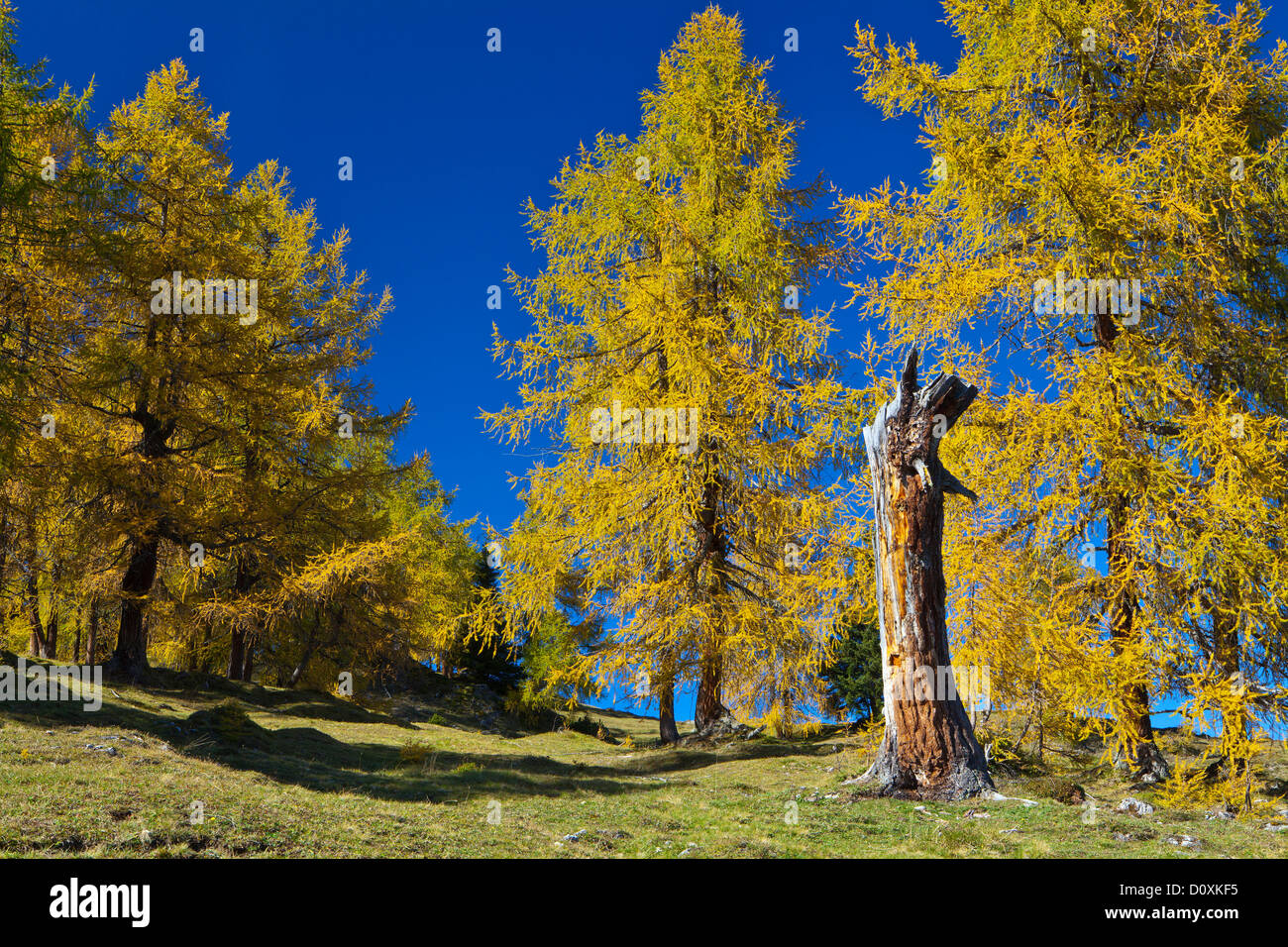 Austria, Europe, Tyrol, Tirol, Mieming, chain, plateau, Obsteig, Simmeringalm, Simmering, alp, larches, autumn, Yellow, blue, na Stock Photo