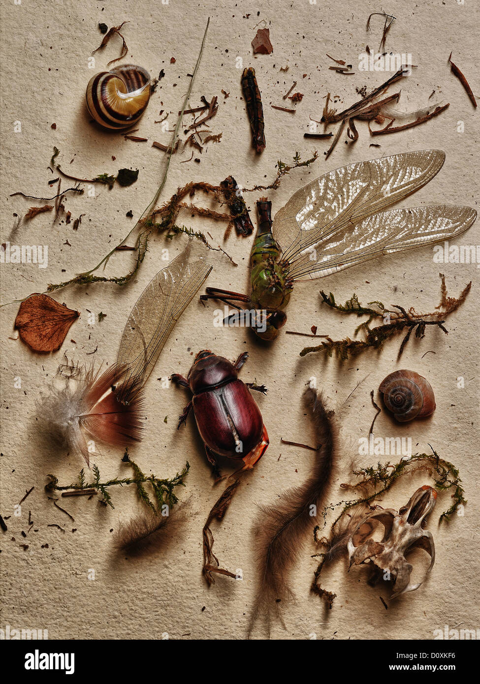 Insects and other elements from nature Stock Photo