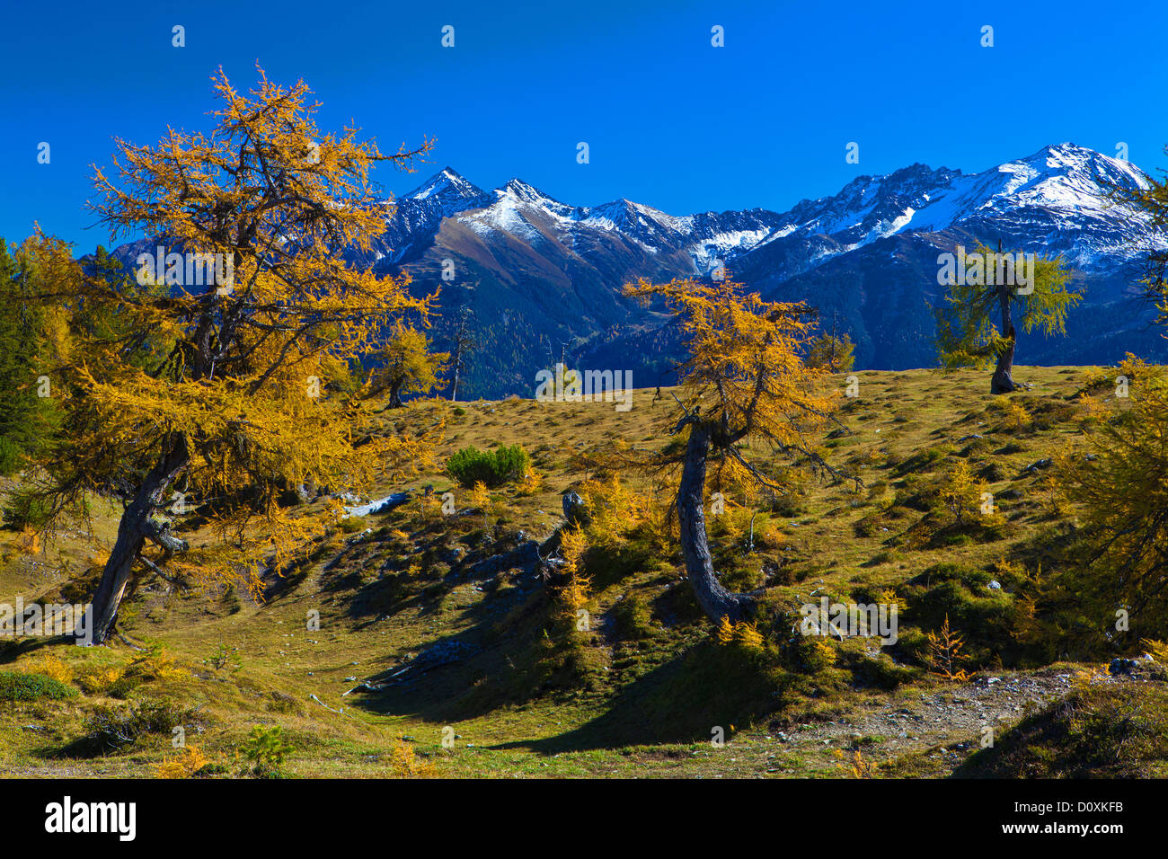 Austria, Europe, Tyrol, Tirol, Mieming, chain, plateau, Obsteig, Simmering, Simmeringalm, larches, autumn, yellow, mountains, Pi Stock Photo