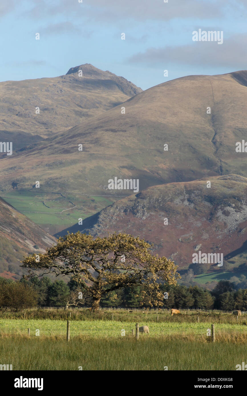 Cadair Idris and lone oak tree in field Stock Photo