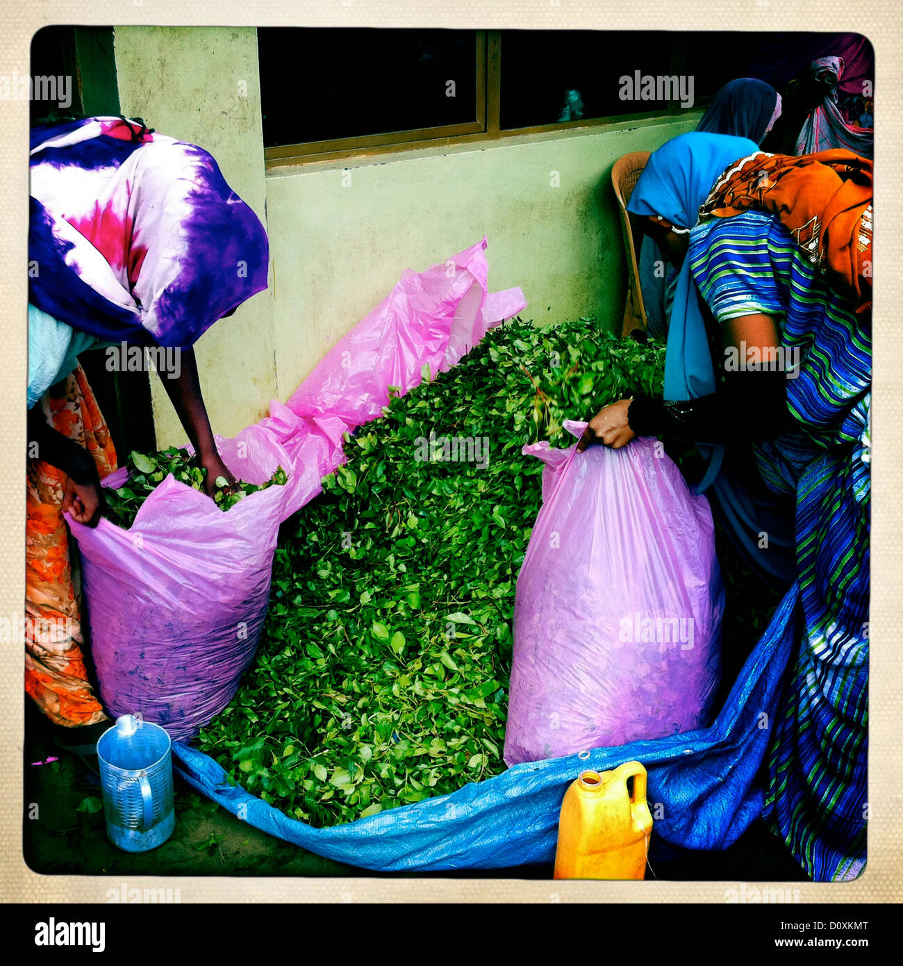 Awaday khat market near Harar Ethiopia Stock Photo Alamy
