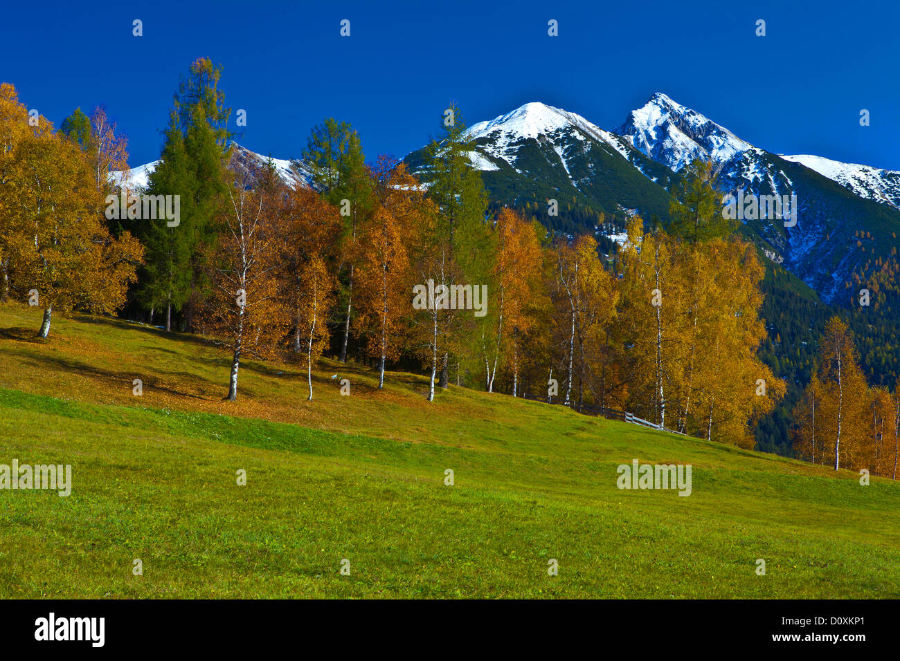 Austria, Europe, Tyrol, Tirol, Seefeld, Reither Spitzer, Reither, point, peak, Karwendel, mountain, meadow, trees, birches, autu Stock Photo
