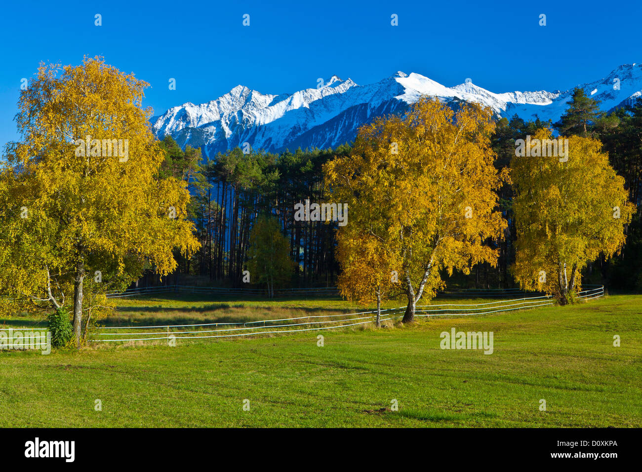 Austria, Europe, Tyrol, Tirol, Mieming, chain, plateau, Obsteig, autumn, birches, Yellow, green, blue, white, wood, forest, tree Stock Photo