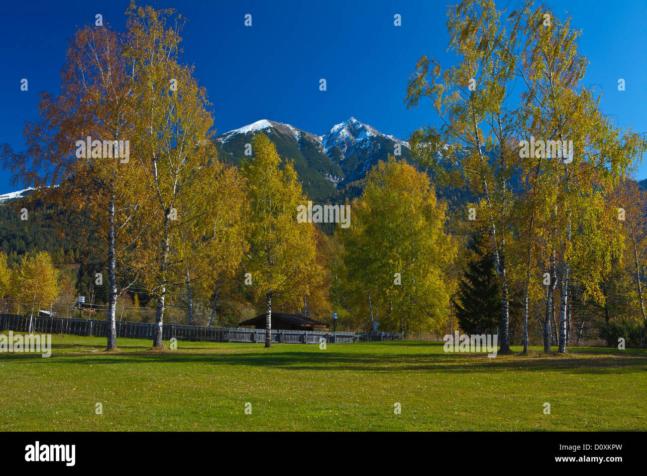 Austria, Europe, Tyrol, Tirol, Seefeld, meadow, birches, trees, Yellow, autumn, blue, green, snow, mountain, Reither Spitzer, Re Stock Photo