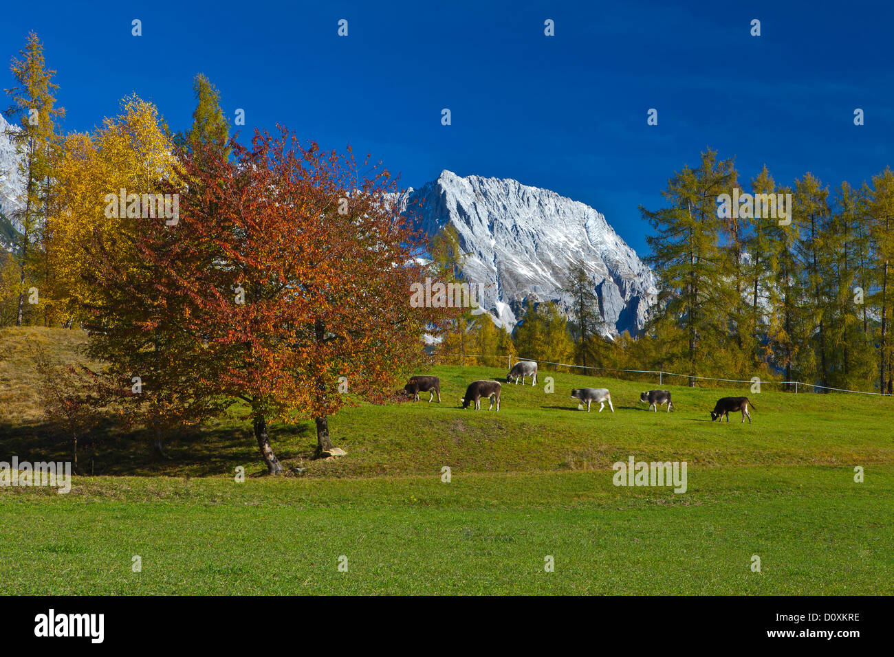 Austria, Europe, Tyrol, Tirol, Mieming, chain, plateau, Obsteig, meadow, green, calves, cattle, Six, trees, Red, Yellow, blue, c Stock Photo