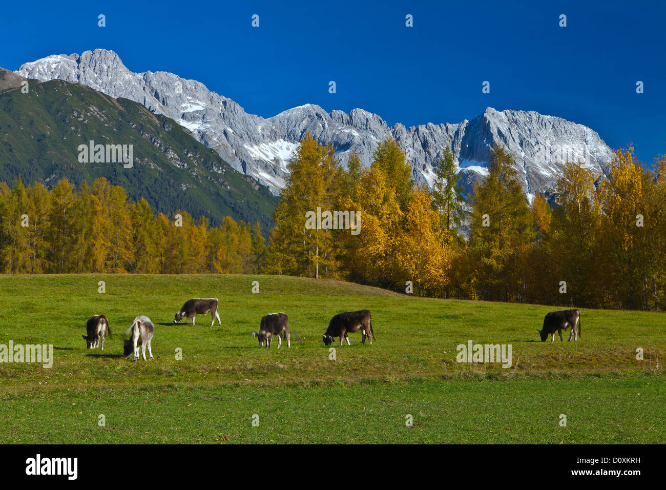 Austria, Europe, Tyrol, Tirol, Mieming, chain, plateau, Obsteig, meadow, pasture, willow, cattle, breeding, cattle breeding, cat Stock Photo