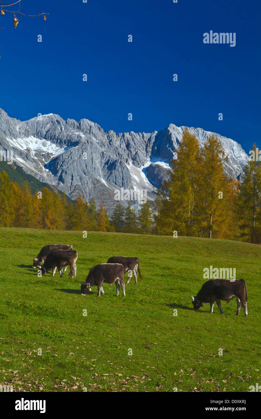 Austria, Europe, Tyrol, Tirol, Mieming, chain, plateau, Obsteig, Mieming, chain, mountains, Hochplattig, lime alps, Alps, meadow Stock Photo
