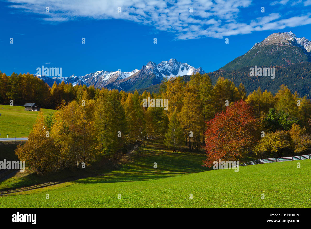 Austria, Europe, Tyrol, Tirol, Mieming, chain, plateau, Obsteig, Holzleiten, autumn, meadow, larches, cherry tree, trees, wood, Stock Photo