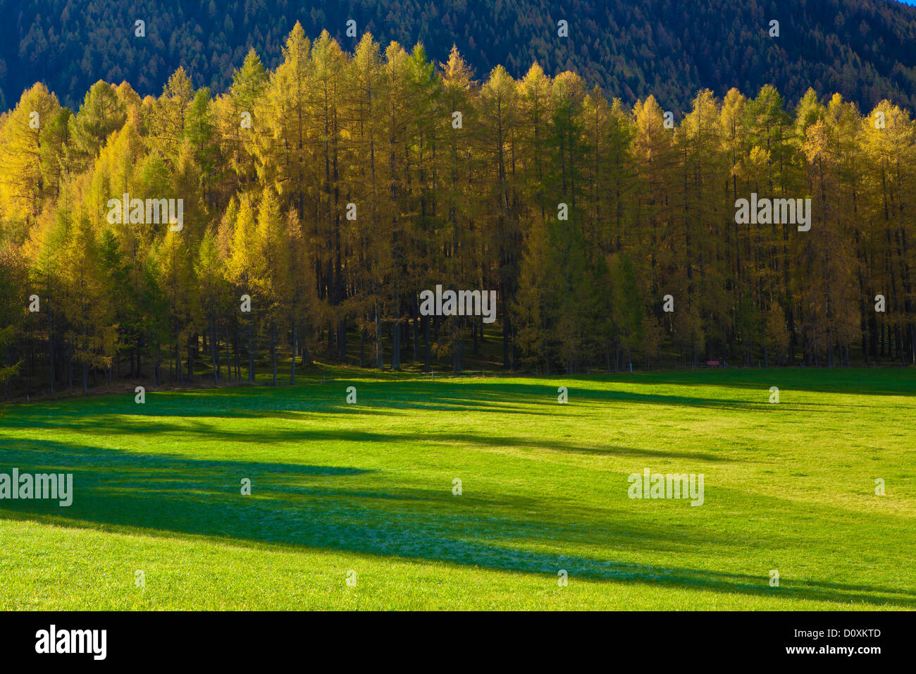 Austria, Europe, Tyrol, Tirol, Mieming, chain, plateau, Obsteig, Holzleiten, autumn, larches, larch meadows, meadow, shade, whit Stock Photo