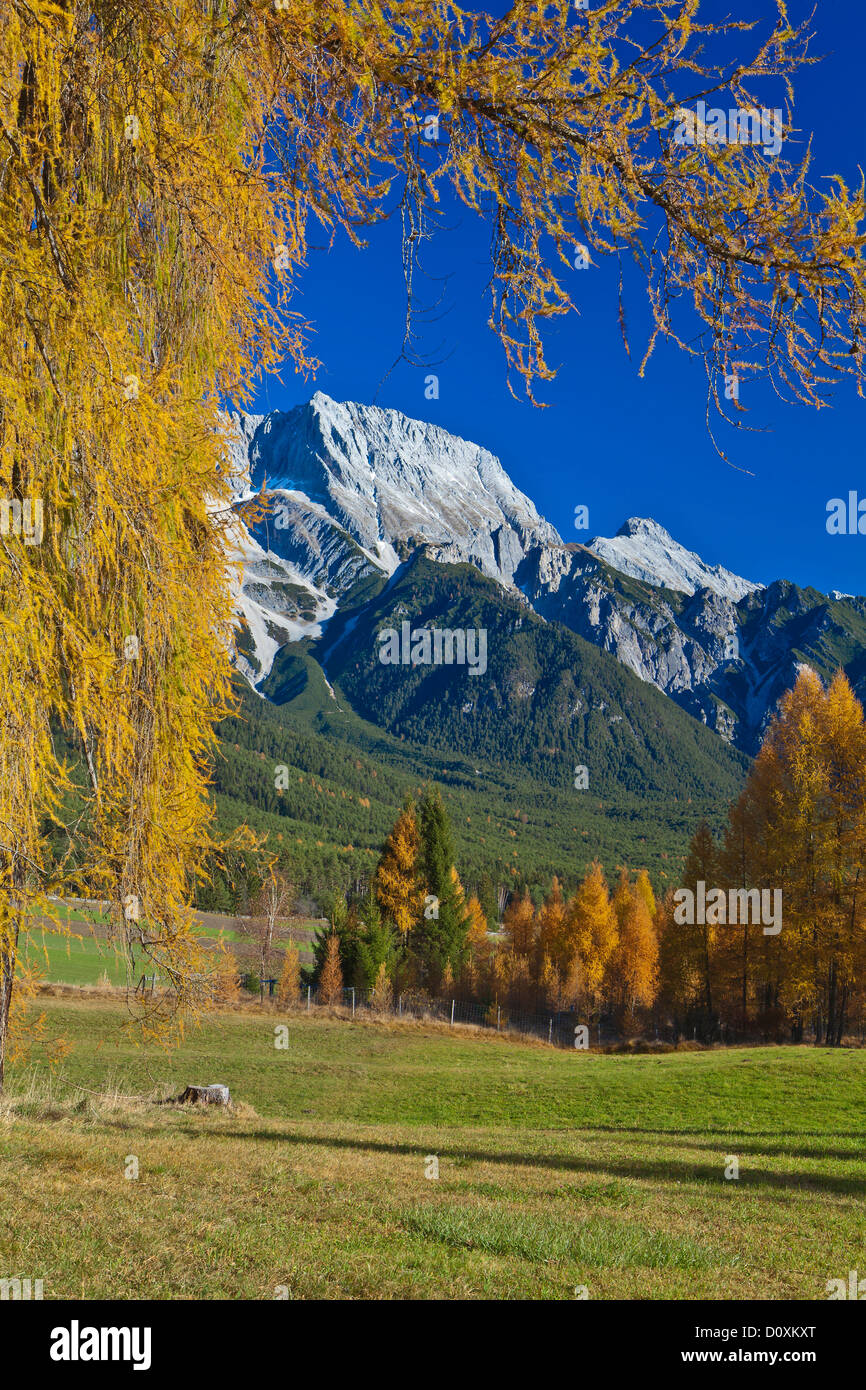 Austria, Europe, Tyrol, Tirol, Mieming, chain, plateau, Obsteig, Mieming, chain, Hochplattig, lime alps, high, larches, Yellow, Stock Photo