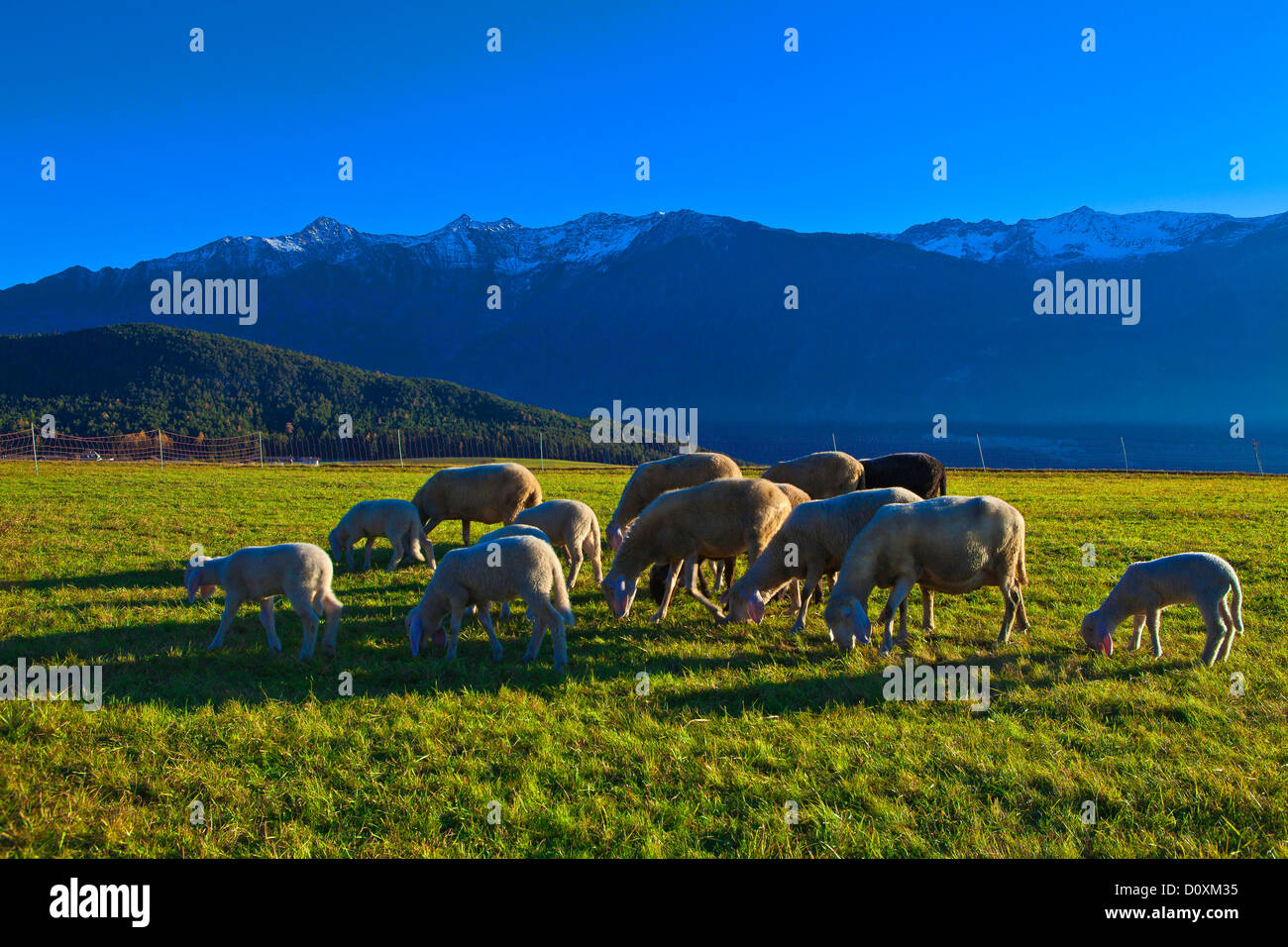Austria, Europe, Tyrol, Tirol, Mieming, chain, plateau, Mieming, pasture, willow, sheep, meadow, mountains, Stubai Alps, snow, a Stock Photo