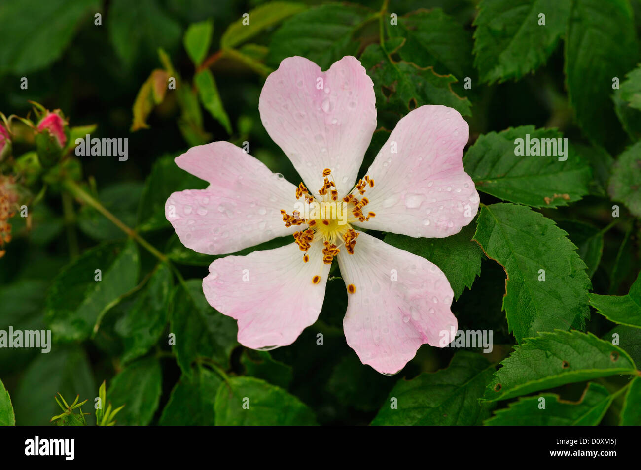 Wild rose, Dog Rose, Rosaceae, Rosa spec., Rose, flower, blossom, plant, Mecklenburg-Vorpommen, Germany Stock Photo