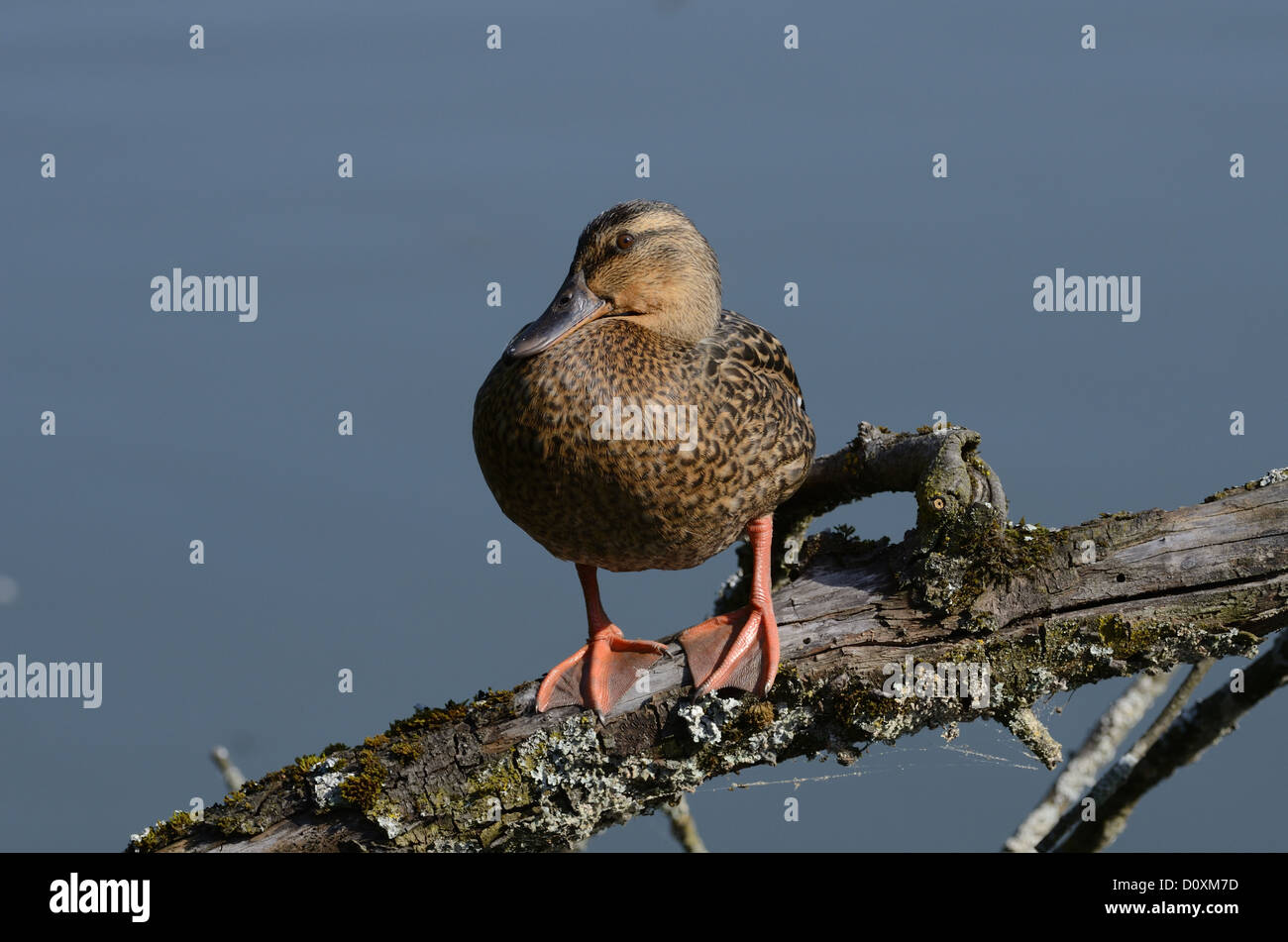Mallard, Anas platyrhynchos, Anatidae, female, duck, bird, animal, dam, Klingnau, Canton, Argovie, Switzerland Stock Photo