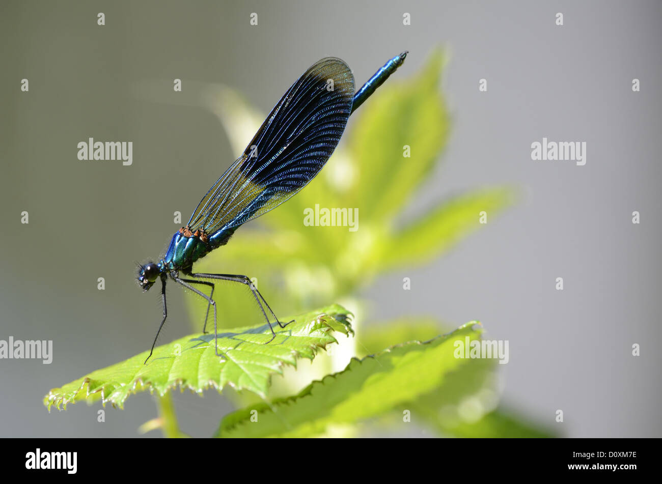 Banded demoiselle, Calopteryx splendens, Odonata, male, dragon-fly, insect, animal, Gippingen, Canton, Argovie, Switzerland Stock Photo