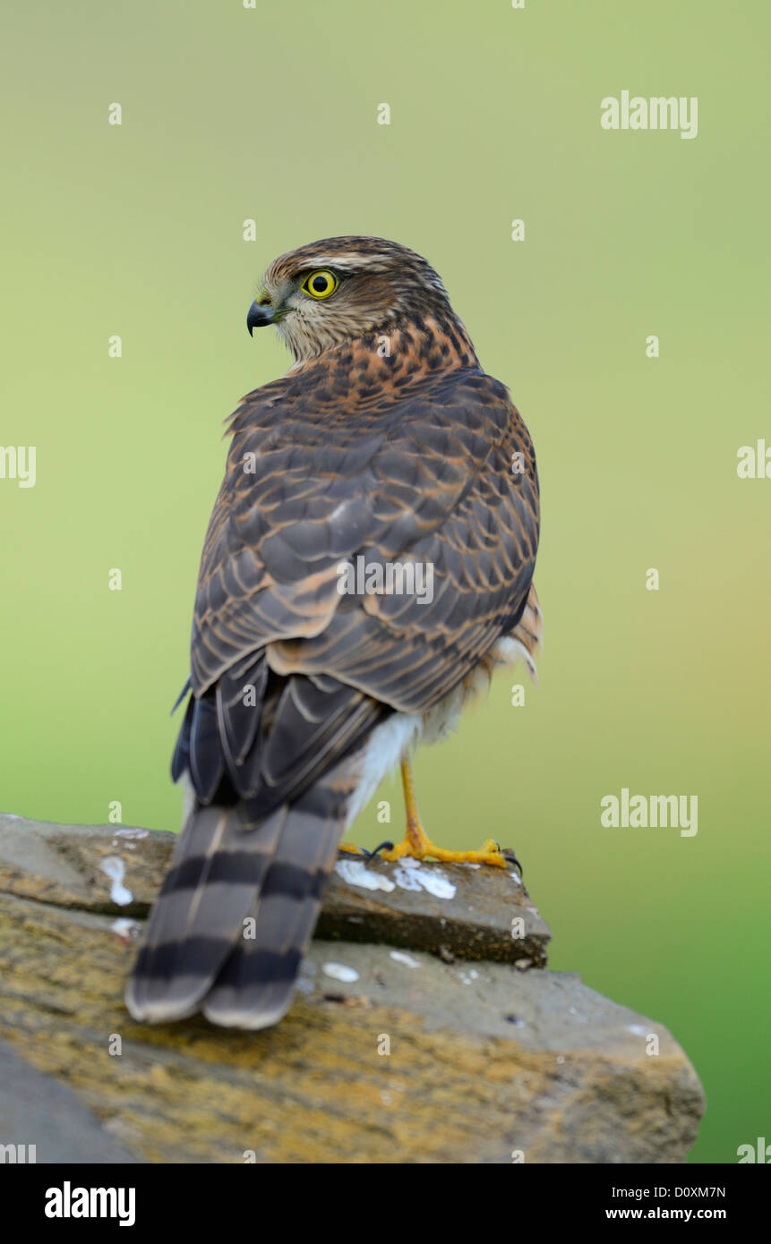 bird-of-the-prey-hi-res-stock-photography-and-images-alamy