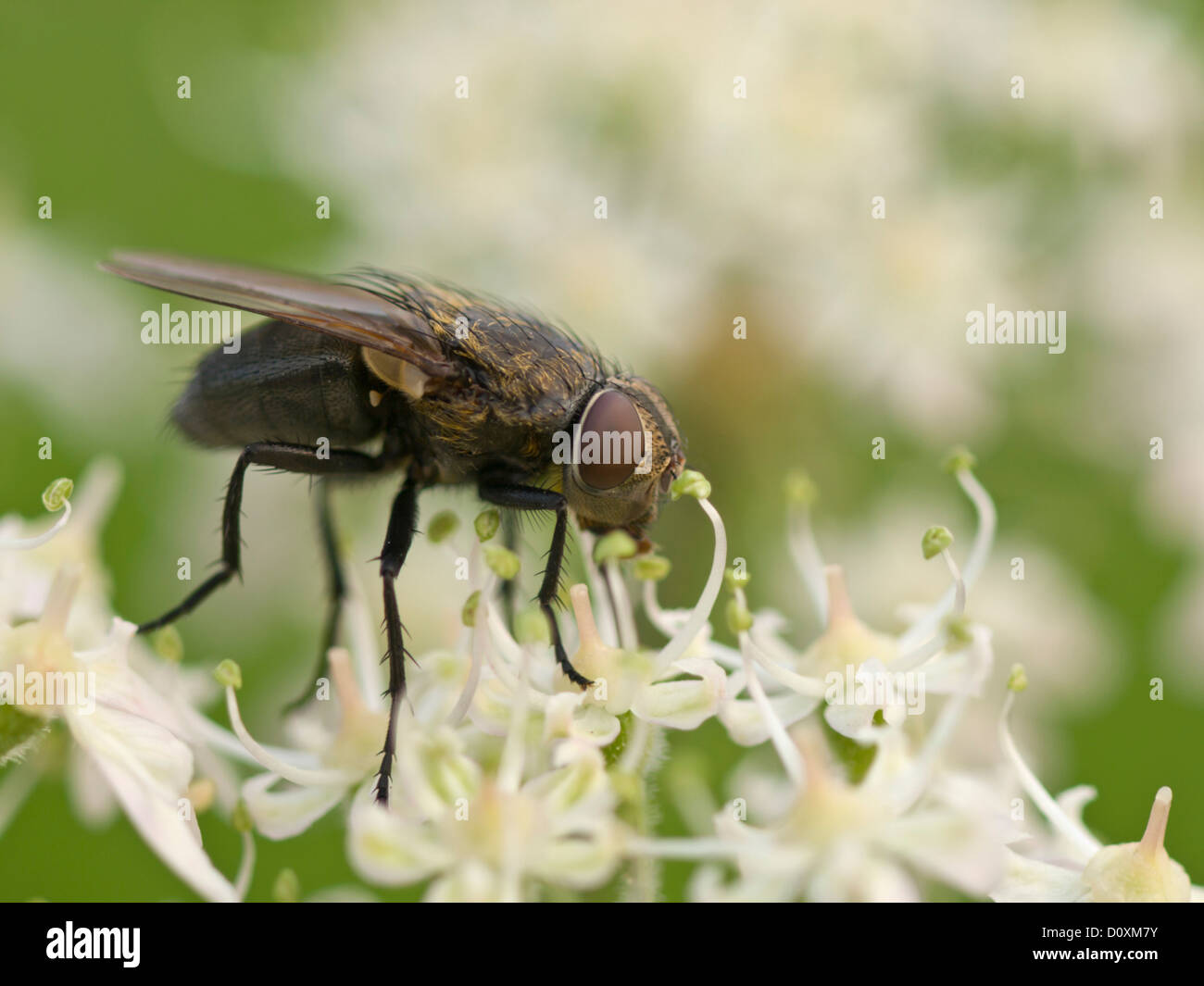 Blossom, Flourish, blossoms, flowers, flower, plants, Dottenwil, fly ...