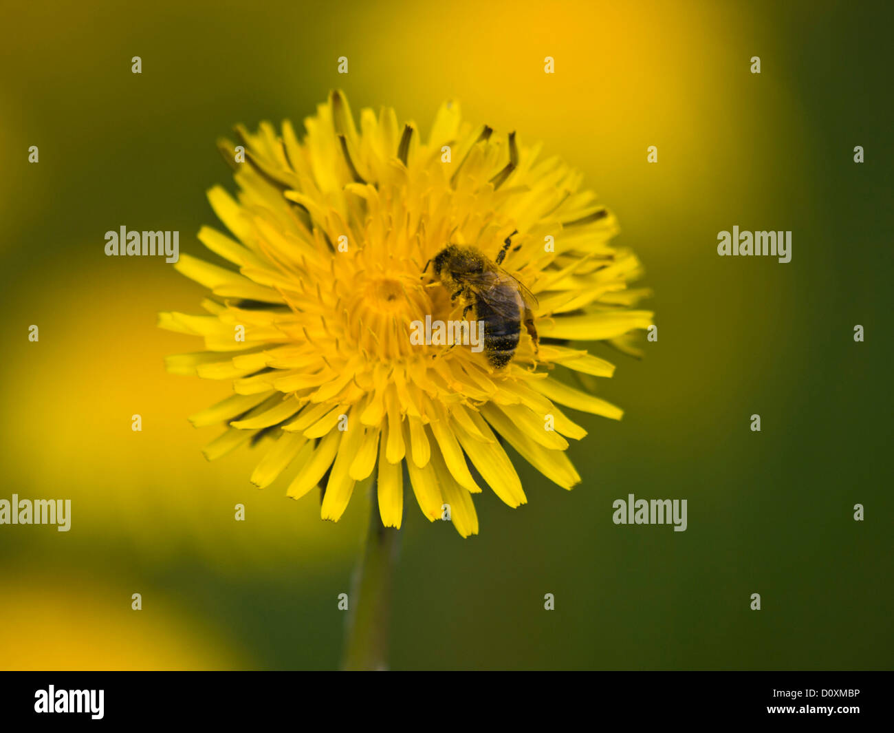 Field, spring, grass, green, yellow, dandelion, flower, nature, plant, Switzerland, flora, Stock Photo
