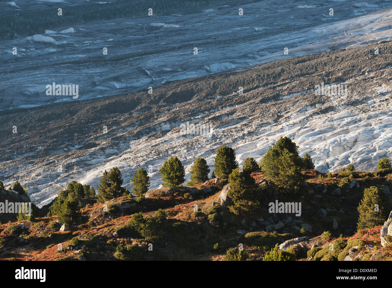 Aletschwald, stone pine, stone pines, Pinus cembra, Swiss pine, pine plant, Aletschwald, Big, Aletsch glacier, Aletsch glacier, Stock Photo