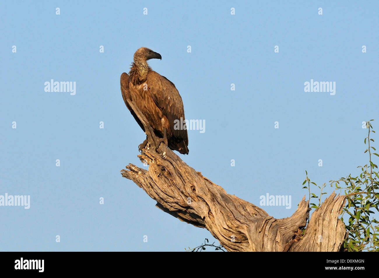 Africa, Botswana, Chobe, National Park, Vulture, bird, animal, perch Stock Photo