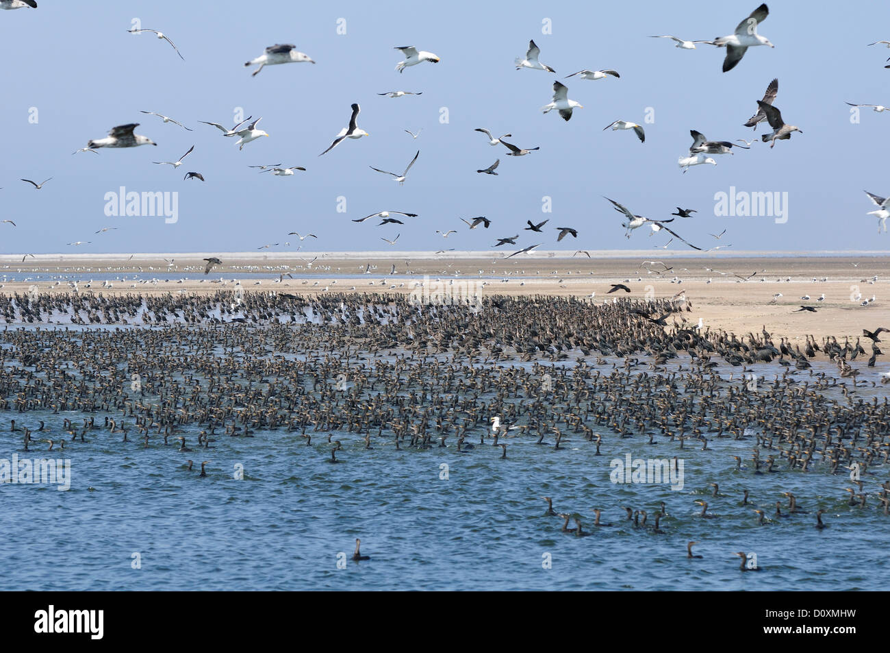 Africa, Namibia, Walvis Bay, Cormorants, Colony, birds, swarm, Stock Photo