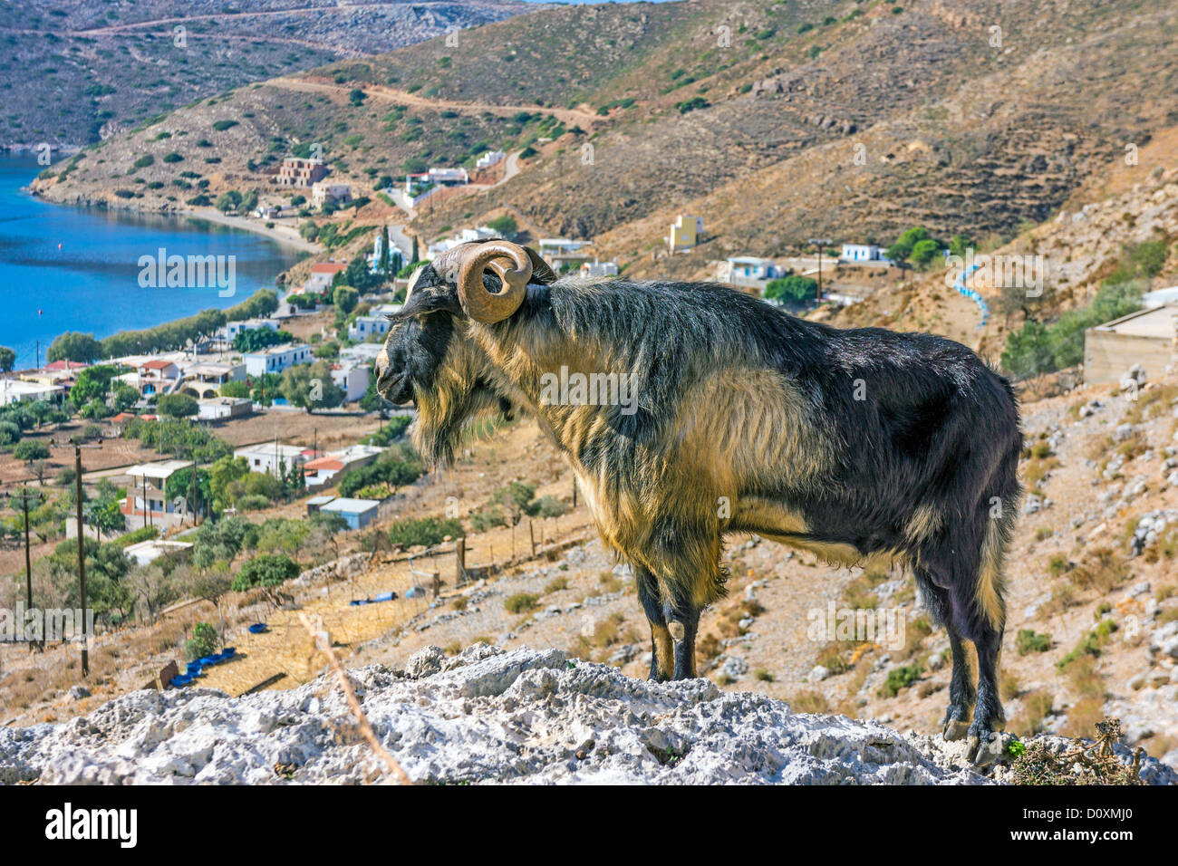 Large male goat on rock with sea and arid hillside Stock Photo