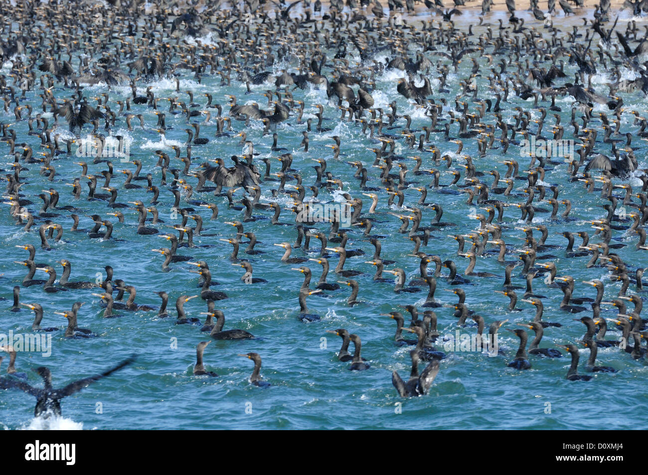 Africa, Namibia, Walvis Bay, Cormorants, Colony, birds, swarm, Stock Photo