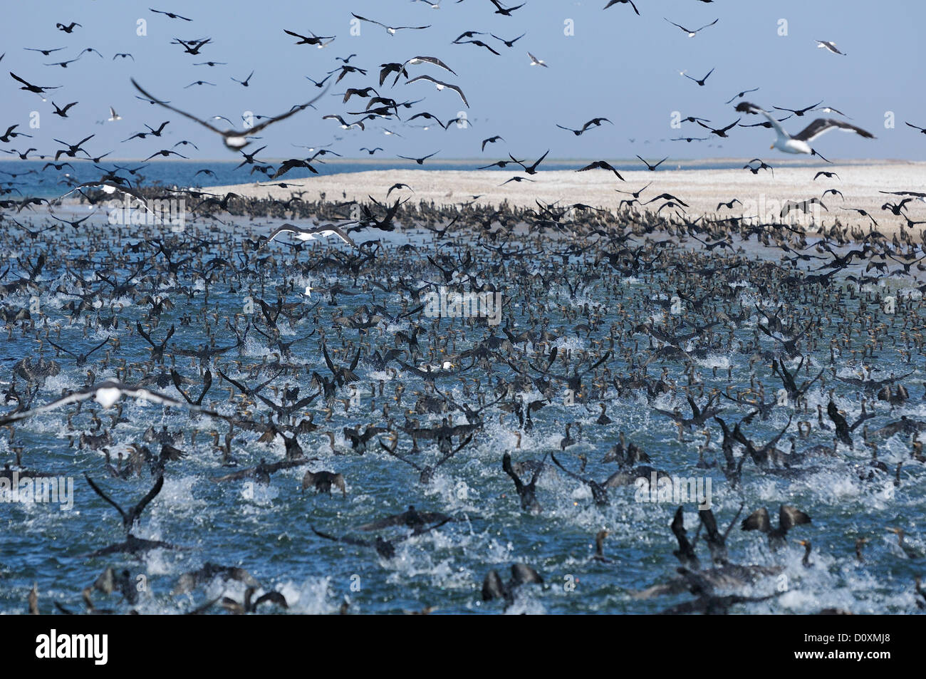 Africa, Namibia, Walvis Bay, Cormorants, Colony, birds, swarm Stock