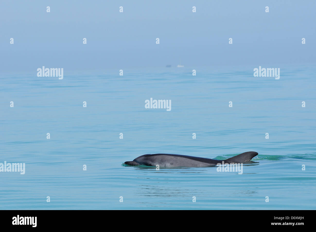 Africa, Namibia, Walvis Bay, Harbor Cruise, Dolphin, animal, sea, Stock Photo