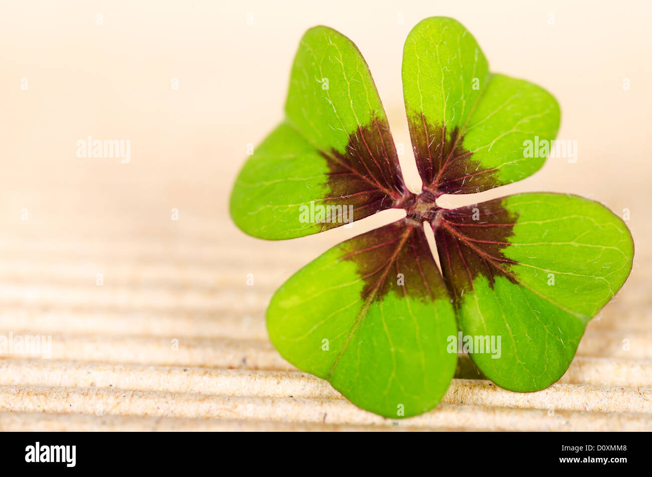green four-leaved cloverleaf with copy space Stock Photo