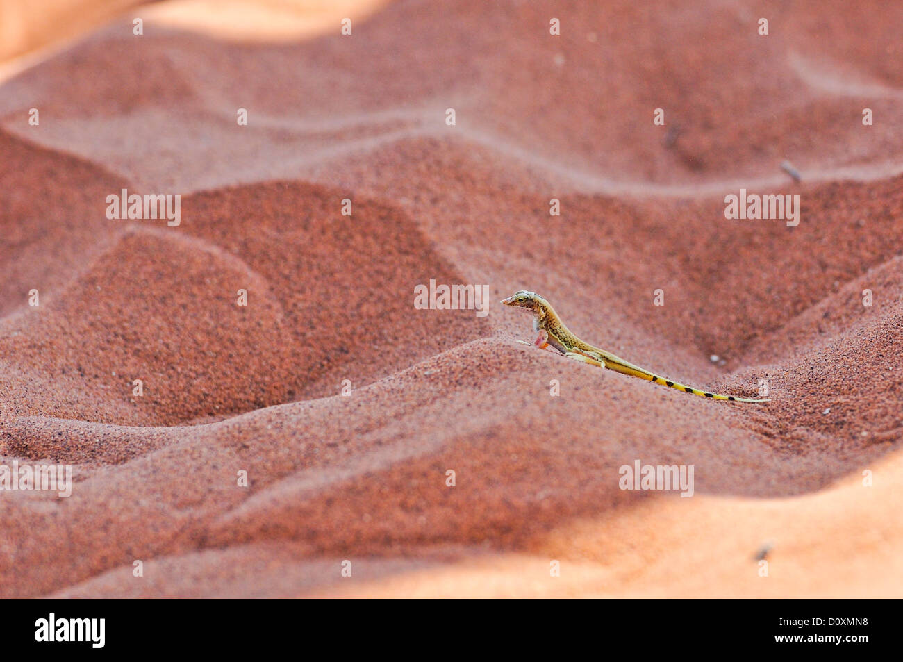 Africa, Namib, Naukluft, Park, Namibia, Sossusvlei, Warm, desert, dry, horizontal, hot, lizard, reptile, sand Stock Photo