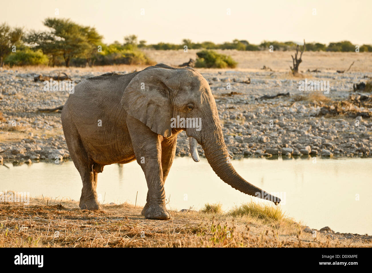 Africa, Etosha, National Park, Namibia, african, alone, animal, drinking, dusk, elephant, animal, horizontal, plains, safari, sa Stock Photo