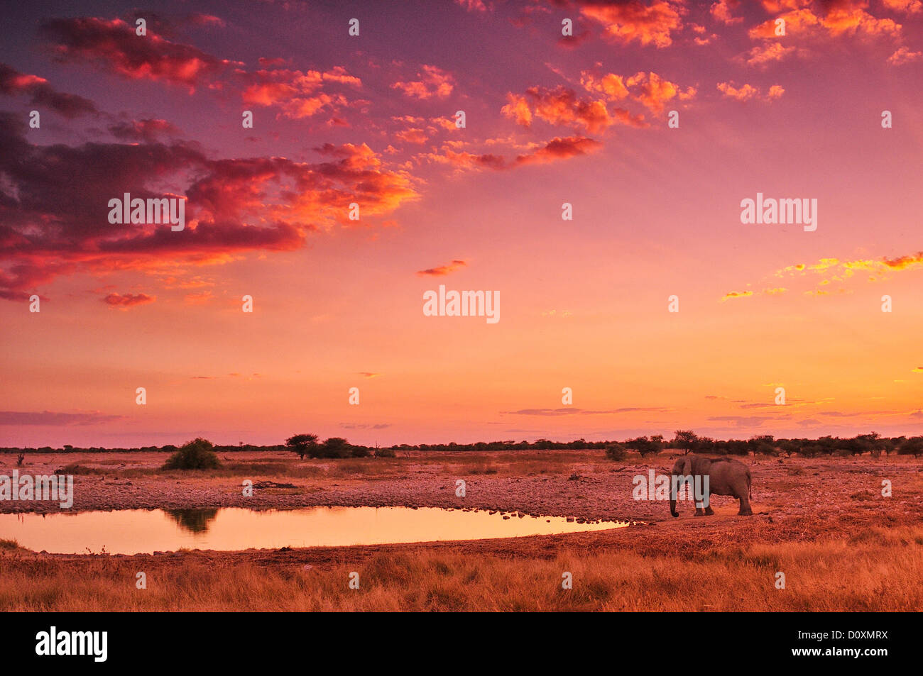 Africa waterhole sunset hi-res stock photography and images - Alamy