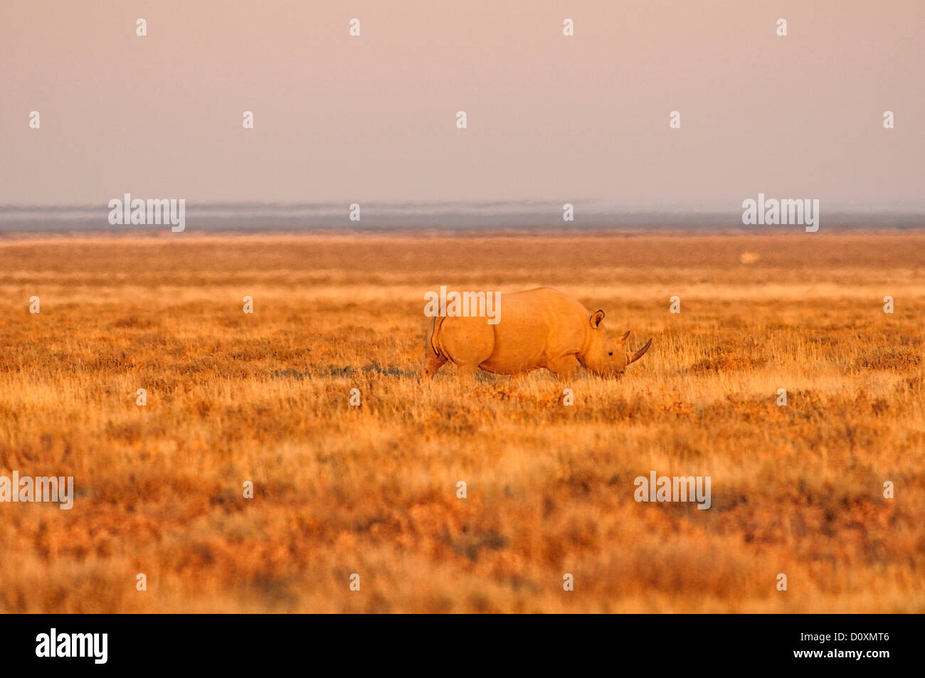 Africa, Etosha, National Park, Namibia, Warm, dusk, horizontal, rhino, animal, sundown, sunset, walking, black rhino, Rhinoceros Stock Photo