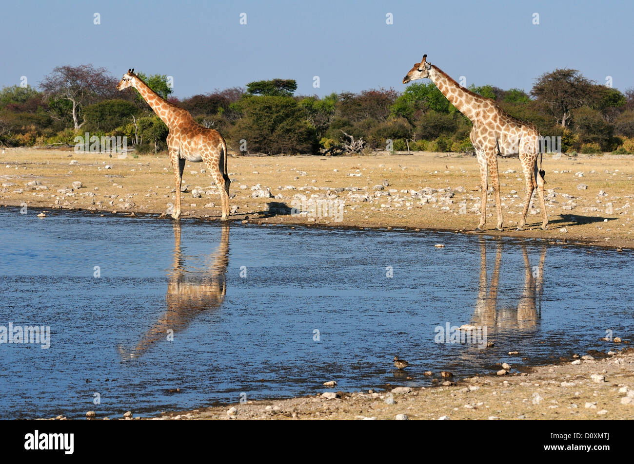 Africa, Etosha, National Park, Namibia, african, animal, animal, giraffe, animals, horizontal, water, plains, safari, savannah, Stock Photo