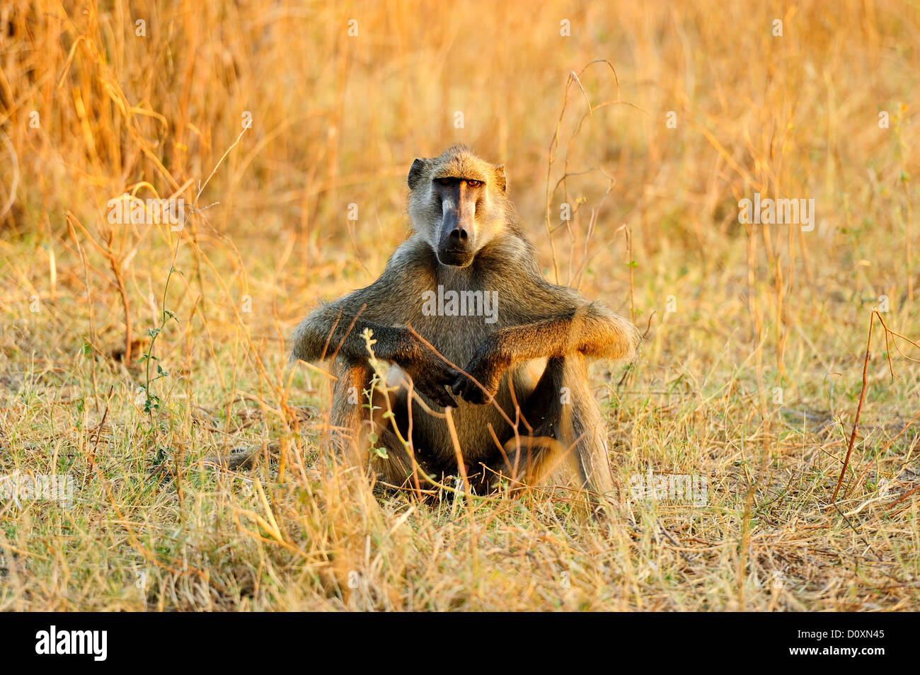 Africa, Baboons, Bwa Bwata, National Park, Caprivi, Namibia, grasslands, horizontal, monkey, ape, animal, relaxing, sitting, sun Stock Photo