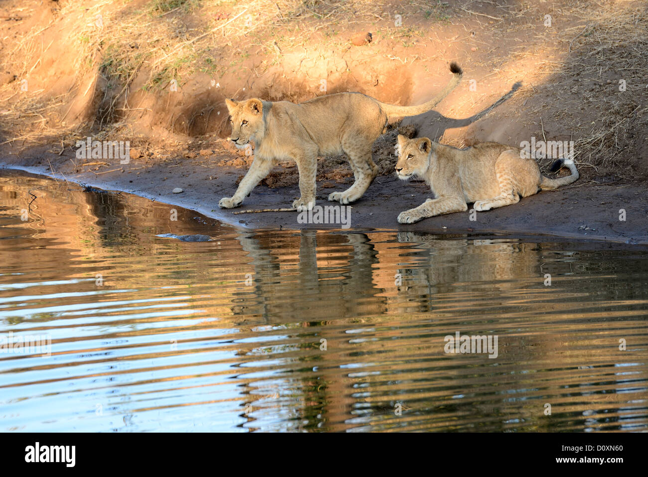 Africa, Zimbabwe, lion, animal, leo, wildlife, safari, water, reflection Stock Photo