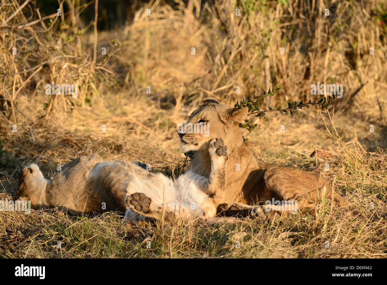 Africa, Zimbabwe, lion, animal, play, leo, wildlife, safari Stock Photo