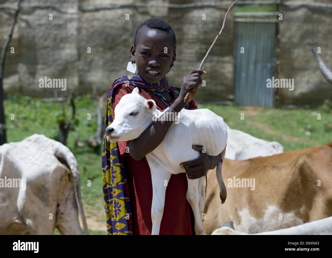 Oromo Tribe Boy Holding A Calf In His Arms, Harar, Ethiopia Stock Photo
