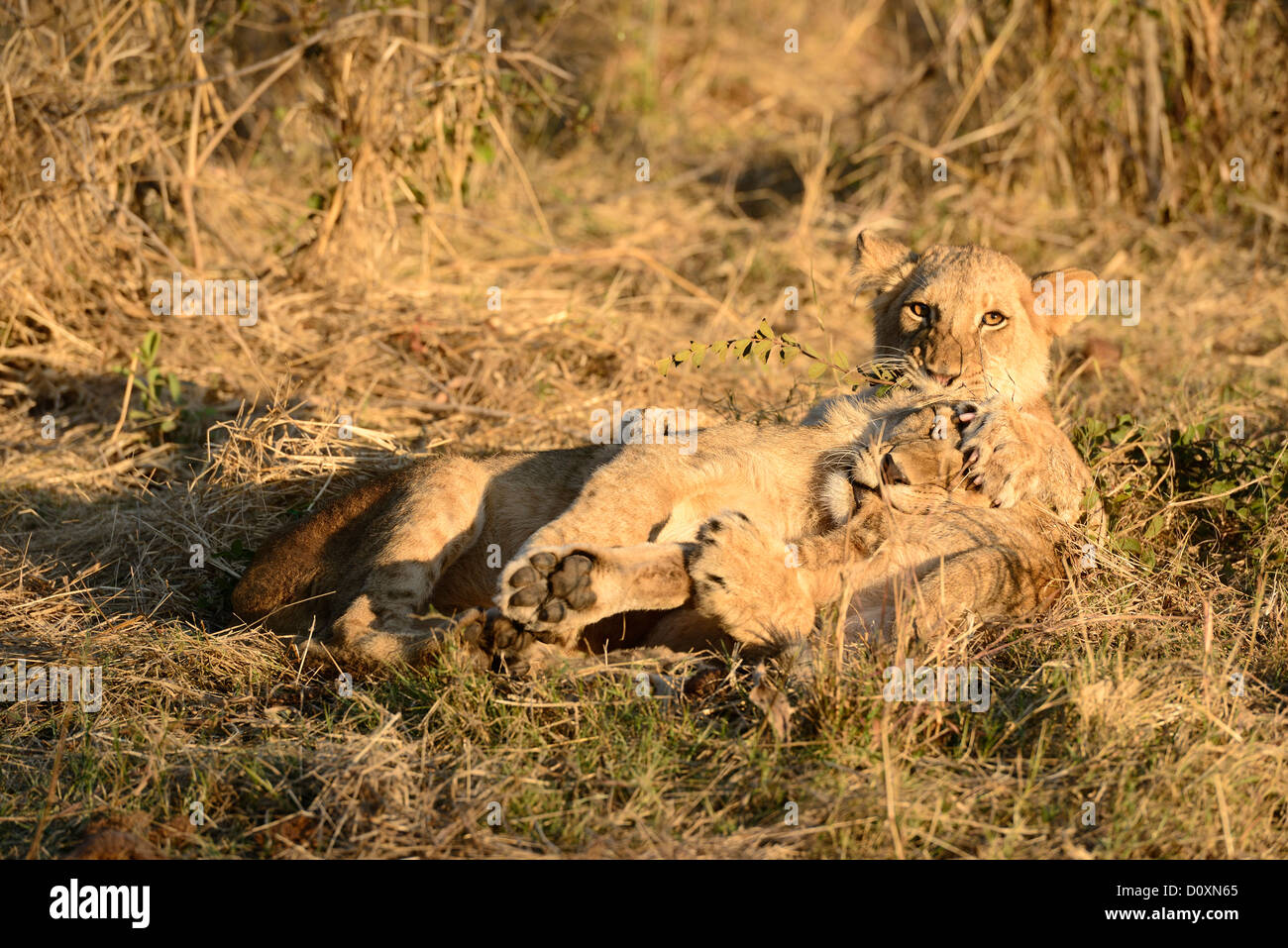 Africa, Zimbabwe, lion, animal, play, leo, wildlife, safari Stock Photo