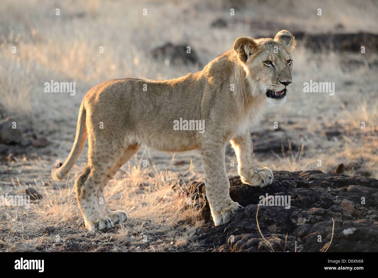 Africa, Zimbabwe, lion, animal, leo, wildlife, safari, pup Stock Photo