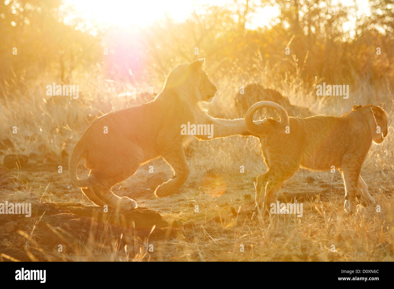 Africa, Zimbabwe, lion, animal, leo, lions, animal, play, playing, pup Stock Photo