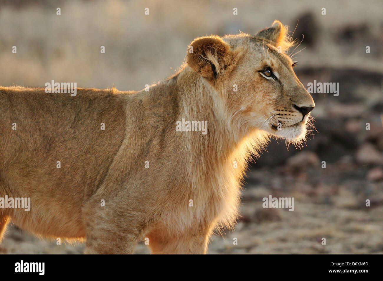 Africa, Zimbabwe, Victoria Falls, Lion, leo, animal Stock Photo