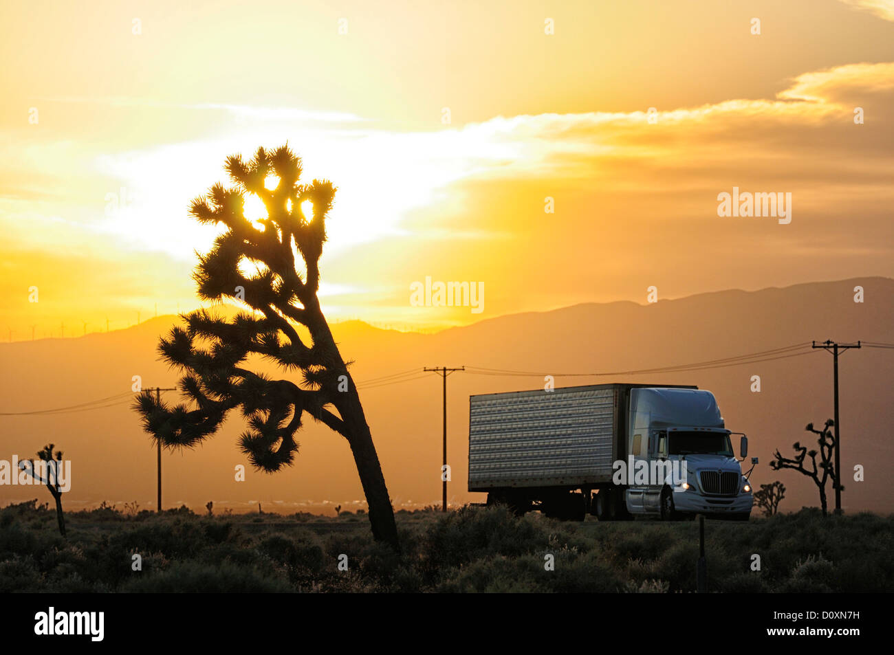 USA, United States, America, California, San Bernadino County, Mojave, desert, Joshua, tree