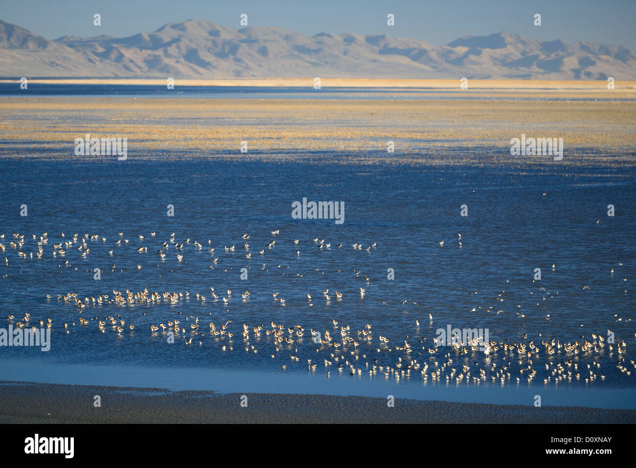 America, USA, United States, Utah, Great, Salt Lake, Antelope Island