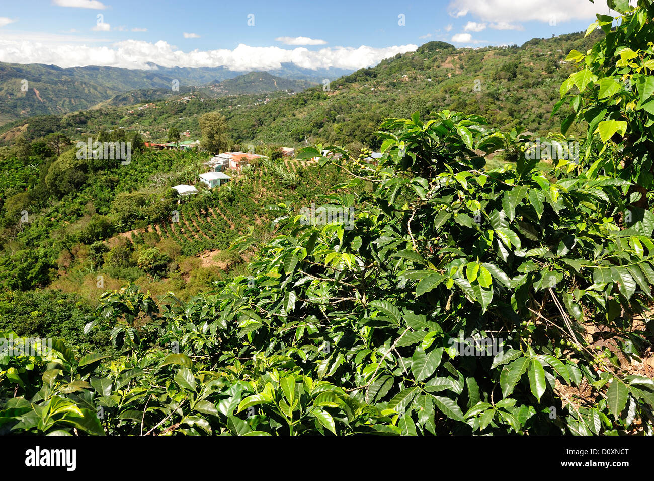 Central America, Costa Rica, Panamericana, Coffee, Plantations, hill