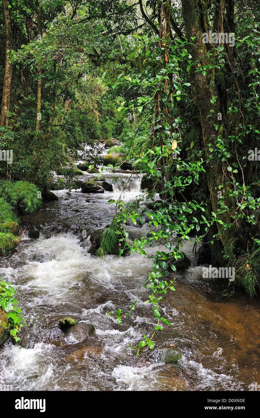 Central America, Costa Rica, Jungle, forest, green, vegetation, cloud forest, rain forest, creek, water, wet Stock Photo