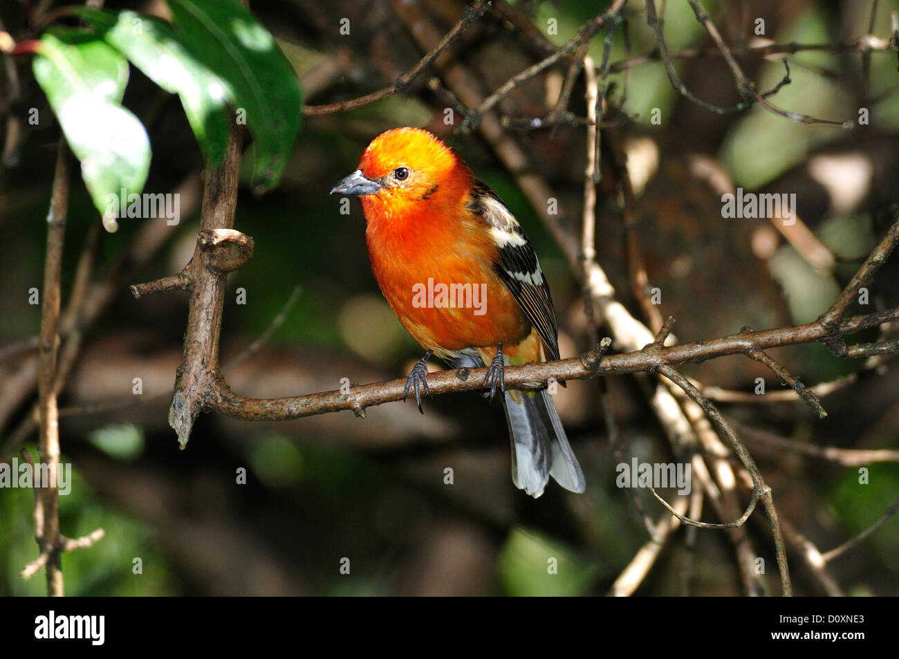 Bird, Costa Rica, Central America, orange, yellow, Stock Photo