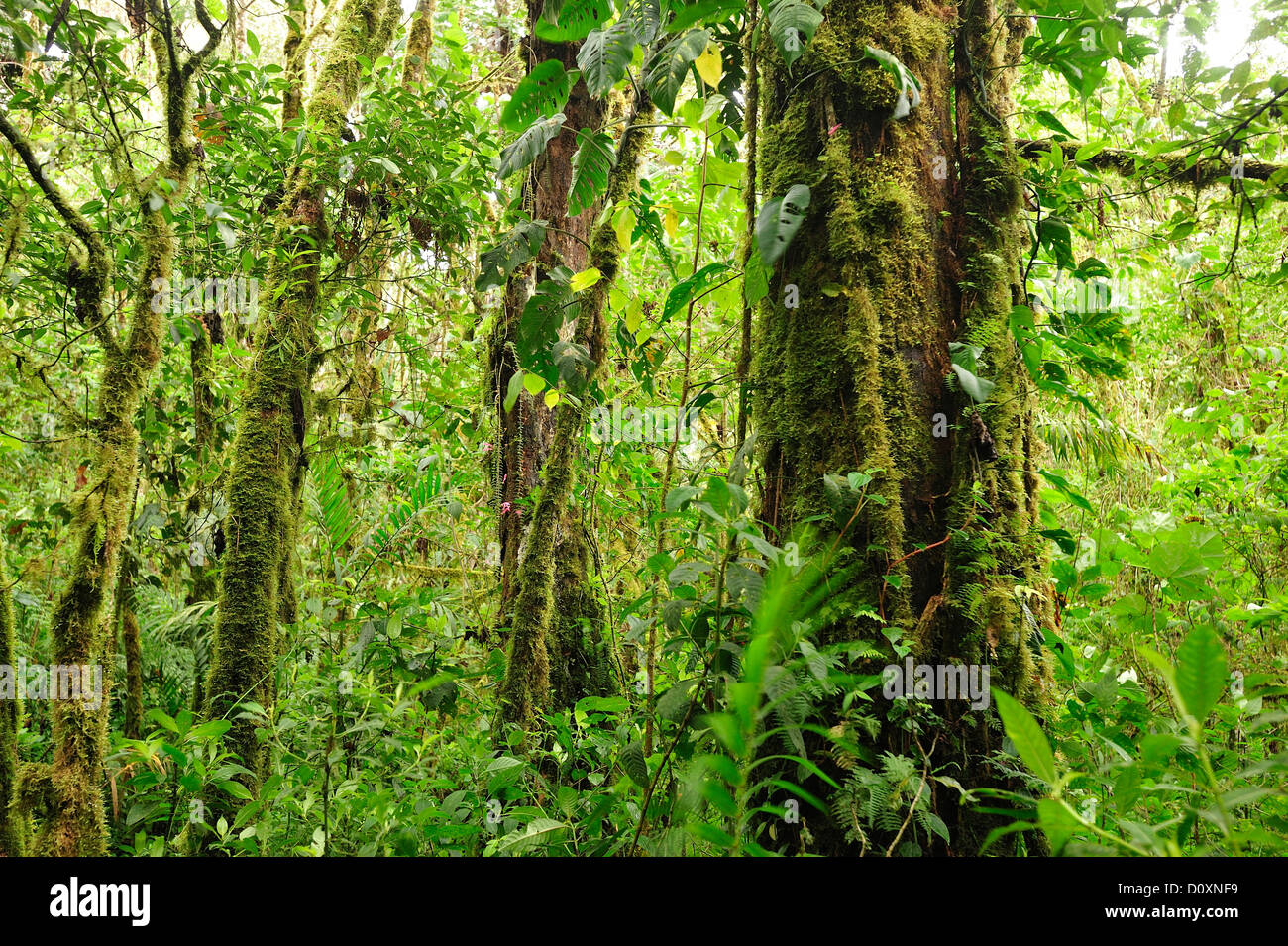 Tropical, cloud forest, rain forest, green, jungle, leaves, wet, Parque Nacional de Amistad, national park, UNESCO, Volcan, Pana Stock Photo