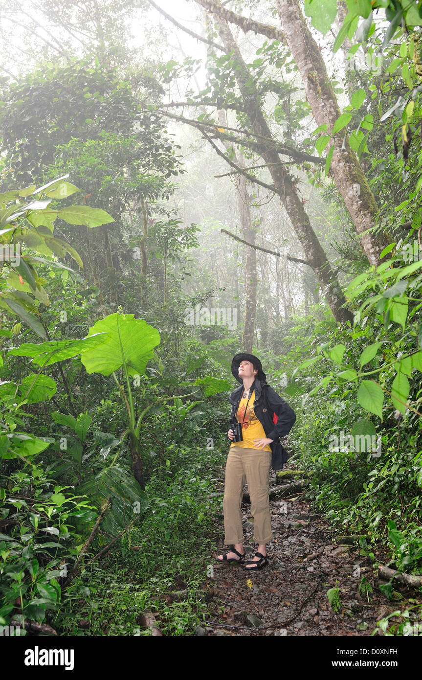 Bird watching, cloud forest, rain forest, Person, hiking, Chiriqui Viejo, Forest, Parque Nacional de Amistad, national park, UNE Stock Photo